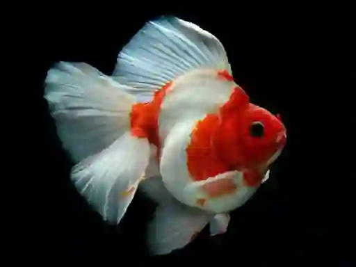 Gra Gold Fish Jigsaw Puzzle w Internecie
