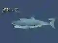 Gra Mad Shark w Internecie