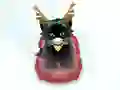 Gra Pet Sledding w Internecie