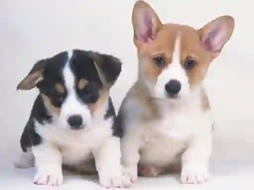 Gra Cute Puppies Puzzle w Internecie