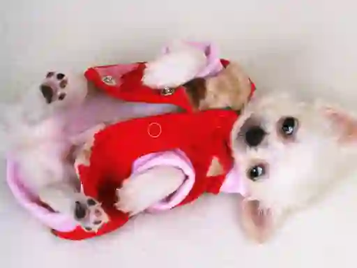 Gra Lovely Puppy Slide w Internecie