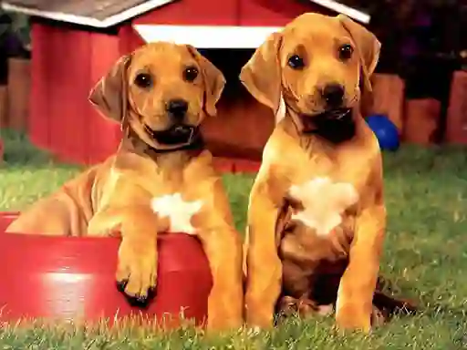 Gra Puppy Pairs Puzzle w Internecie