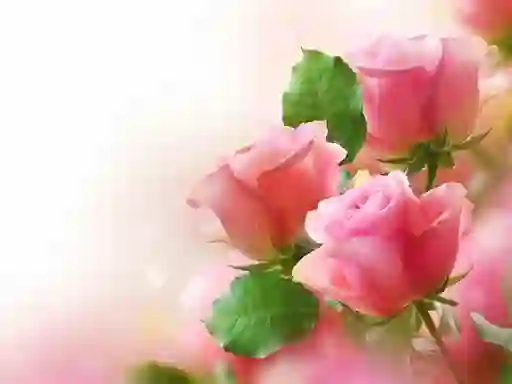 Gra Pink Roses w Internecie