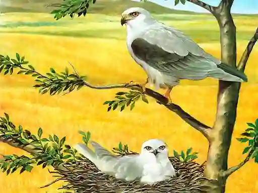 Gra Birds Of Prey Puzzle w Internecie