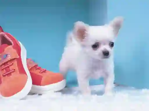 Gra Lovely Puppy Puzzle w Internecie