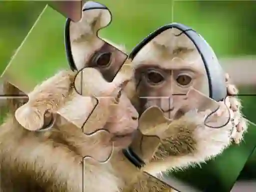 Gra Chimpanzee Jigsaw w Internecie