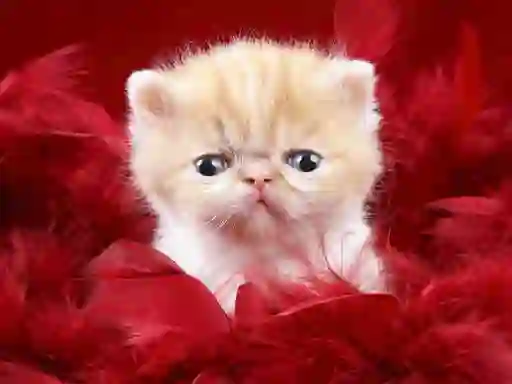 Gra Funny Kitty w Internecie