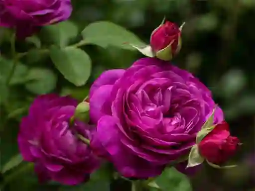 Gra Purple Roses w Internecie