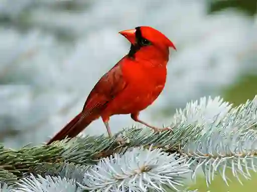 Gra Birds Puzzle w Internecie