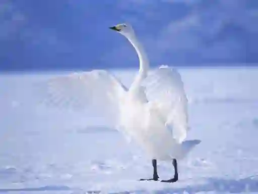 Gra Graceful Swans w Internecie