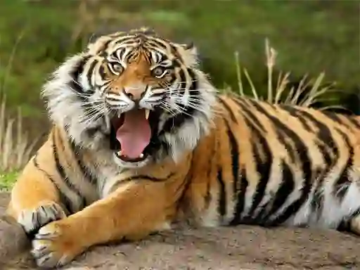 Gra Animals Jigsaw Puzzle Tiger w Internecie