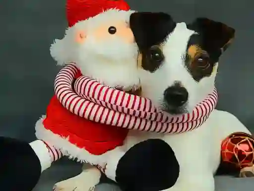 Gra Funny Christmas Dogs w Internecie