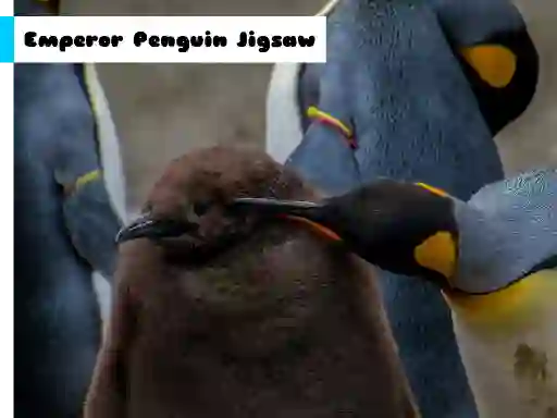 Gra Emperor Penguin Jigsaw w Internecie