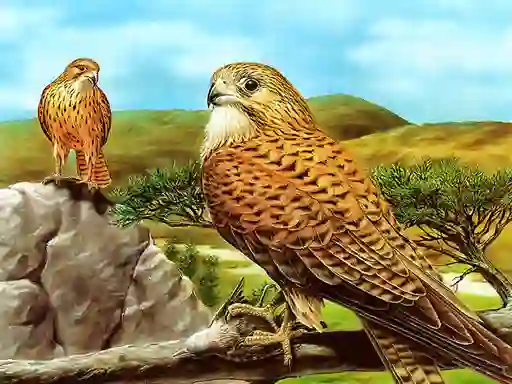 Gra Birds of Prey Slide w Internecie