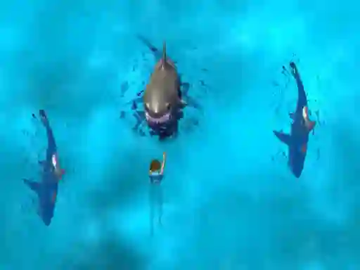 Gra Avoid the Sharks w Internecie