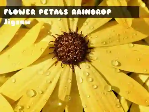 Gra Flower Petals Raindrop Jigsaw w Internecie