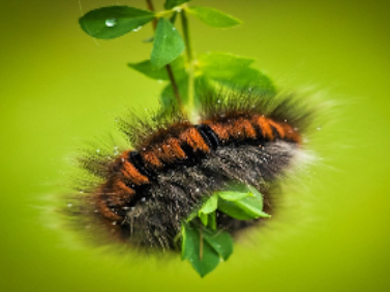Gra Larwę puzzli Caterpillar w Internecie