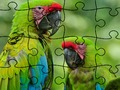 Gra Układanka - Rain Forest  w Internecie