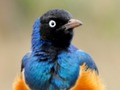 Gra Puzzle zwierząt: Wildlife & Logic  w Internecie