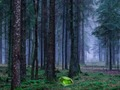 Gra Mistyczny zachód słońca w lesie  w Internecie