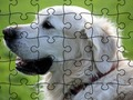 Gra Puzzle Zwierzęta udomowione  w Internecie