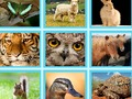 Gra Np. Quiz pic w Internecie
