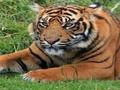 Gra ZOO Ciekawostki  w Internecie