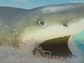 Gra La Shark w Internecie