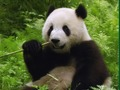 Gra Puzzle Pandy  w Internecie