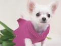 Gra Puzzle Cute Puppies  w Internecie