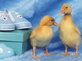 Gra Puzzle sympatycznych małych stworzeń  w Internecie