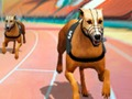 Gra Crazy Dog Racing Fever  w Internecie