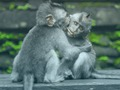 Gra Układanka szympansa  w Internecie