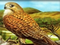 Gra Ptaki drapieżne puzzle  w Internecie