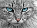 Gra Puzzle Cat Eye  w Internecie