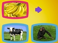 Gra Co jedzą zwierzęta?  w Internecie