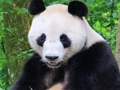 Gra Puzzle ze zwierzętami  w Internecie