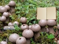 Gra Ucieczka z krainy Lycoperdon Mushroom  w Internecie