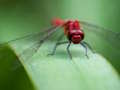 Gra Układanka Dragon Fly  w Internecie