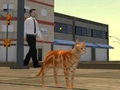 Gra Symulator Miasta Kotów  w Internecie