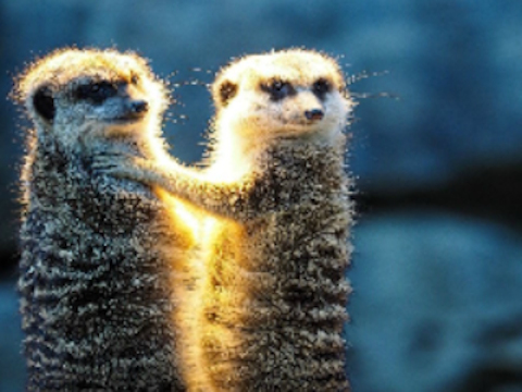 Gra Meerkat para Jigsaw  w Internecie