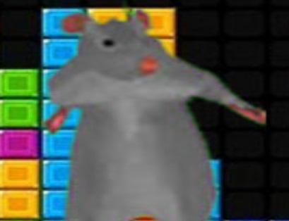 Gra Ratomilton spadające bloki  w Internecie