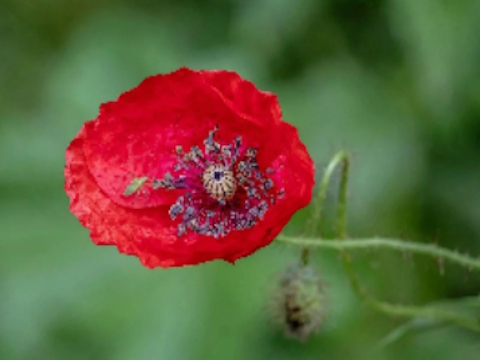 Gra Poppy Nature Flower Jigsaw  w Internecie